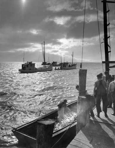 Oyster Buyboats at Anchor.jpg