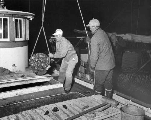 Oyster Buyboats buying oysters.jpg