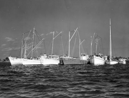 Oyster Buyboats at anchor.jpg